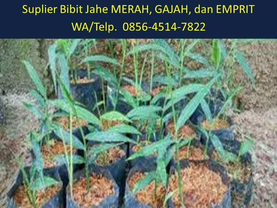 Bibit Jahe Merah Purworejo BIBIT TAMAN