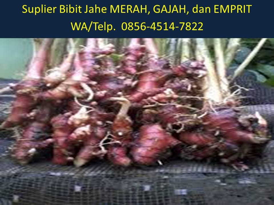 Bibit Jahe Merah Tasikmalaya BENIH TOKO