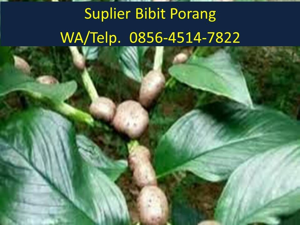 Bibit Porang Per Hektar BIBIT TAMAN