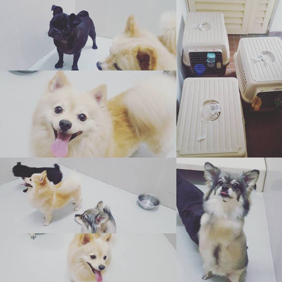 Travel the World with Your Best Friend! by Jason’s Pet Relocation