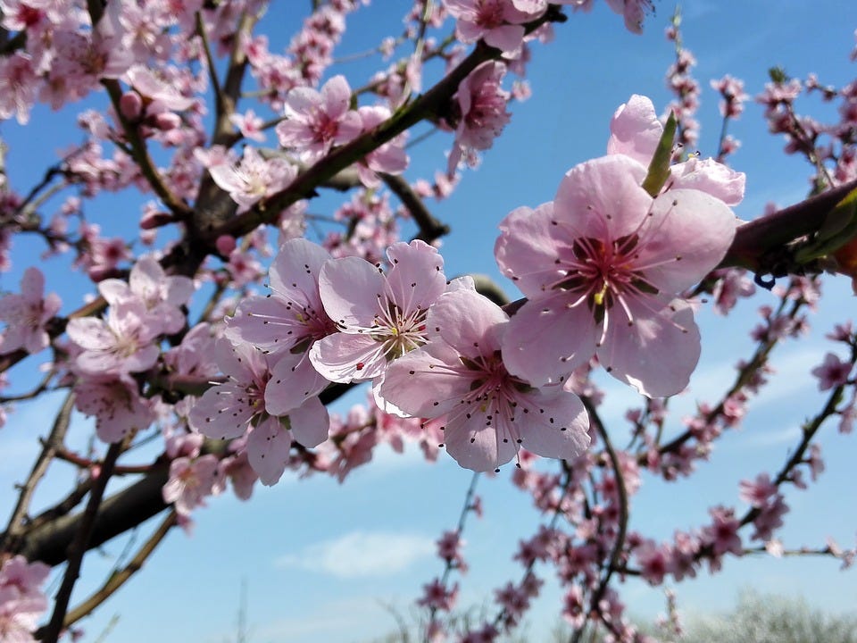 When The Peach Tree Blossoms Bloom…. by Rev. Peter E