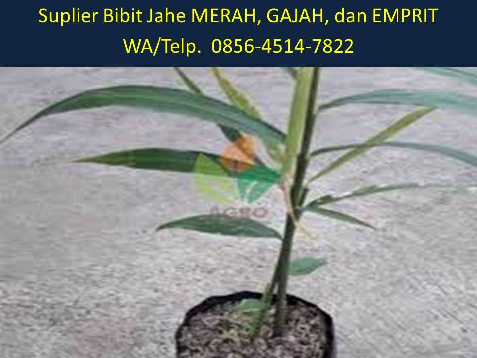 Bibit Jahe Merah Tasikmalaya BENIH TOKO
