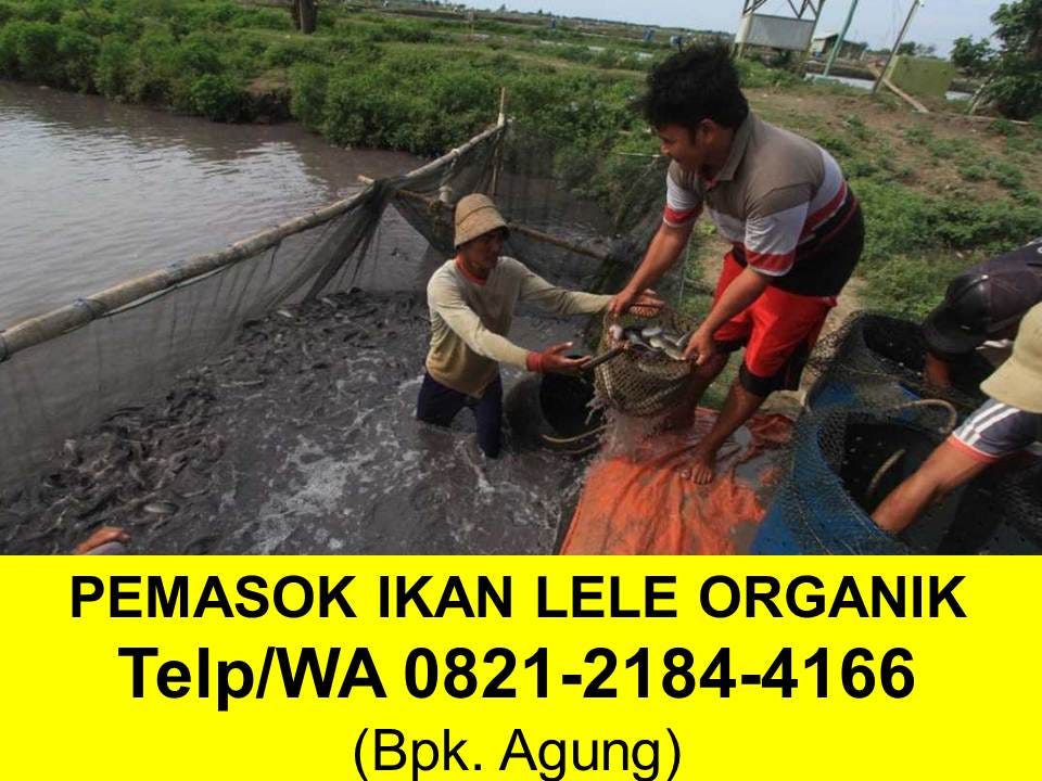 Bibit Ikan Lele Gresik BENIH TOKO