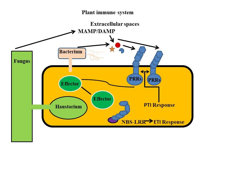 The plant immune system. The plant immune system consists of two… by