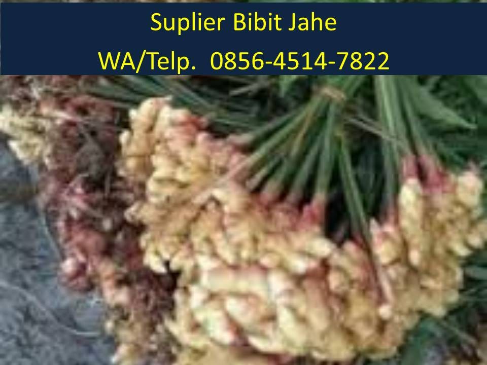 Bibit Jahe Merah Malang BIBIT TAMAN