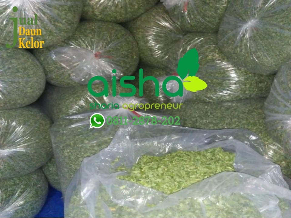 Hub 08112878202, harga tepung daun kelor, jual beli daun kelor kering