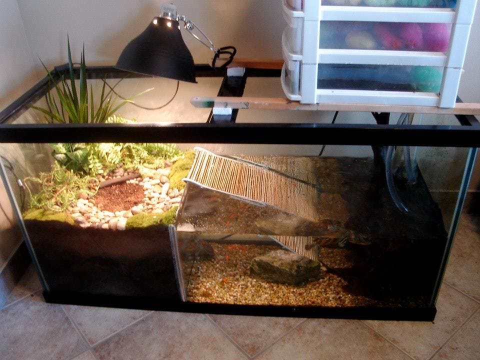What is the Best Filter for a Turtle Tank? by Vi Rekommenderar Medium