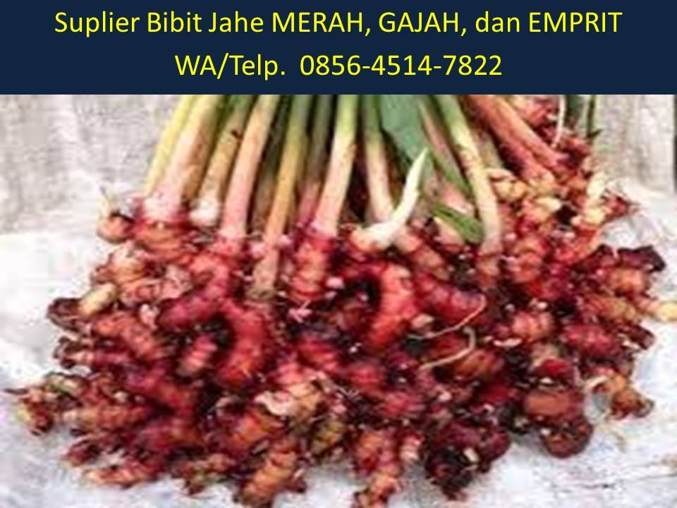 Harga Bibit Jahe Merah Per Kg - BENIH TOKO