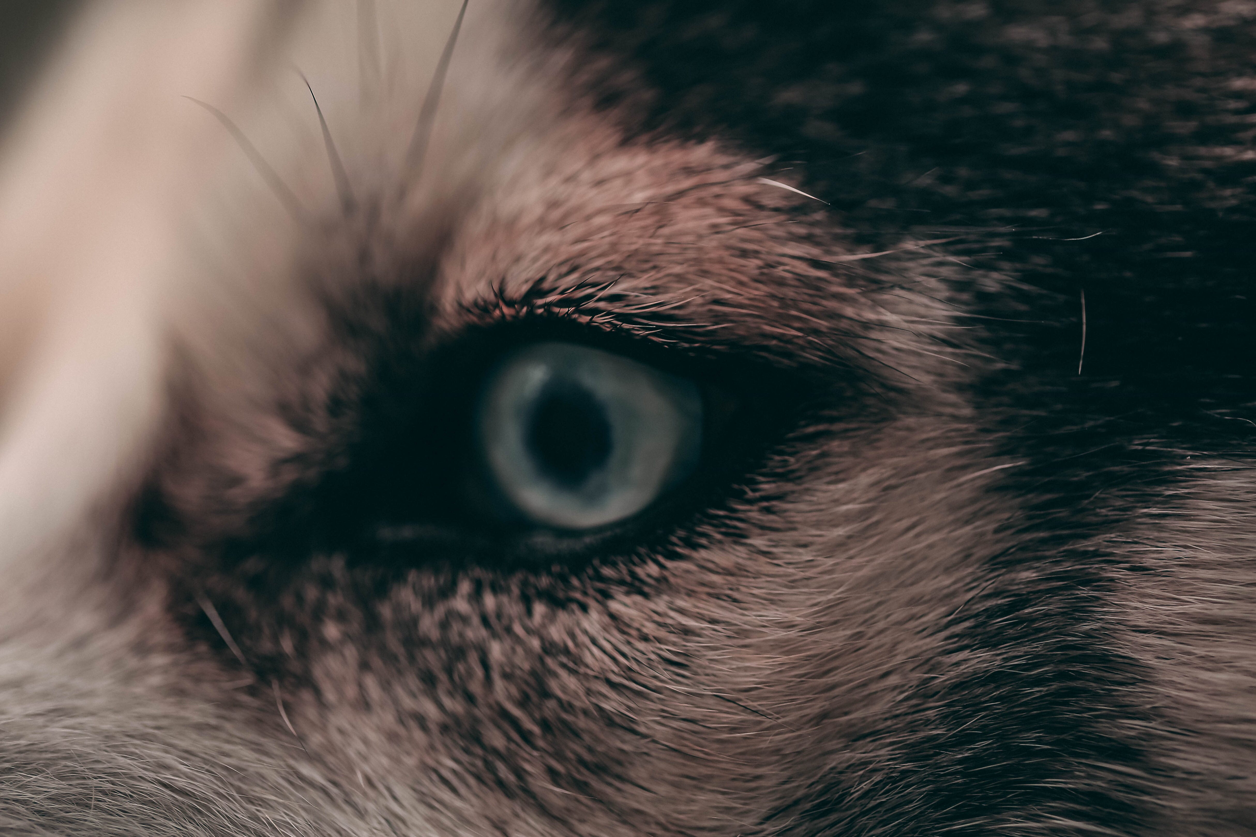 5 things you should know about the “Evil Eye” (and how to protect yourself). by Forte Academy