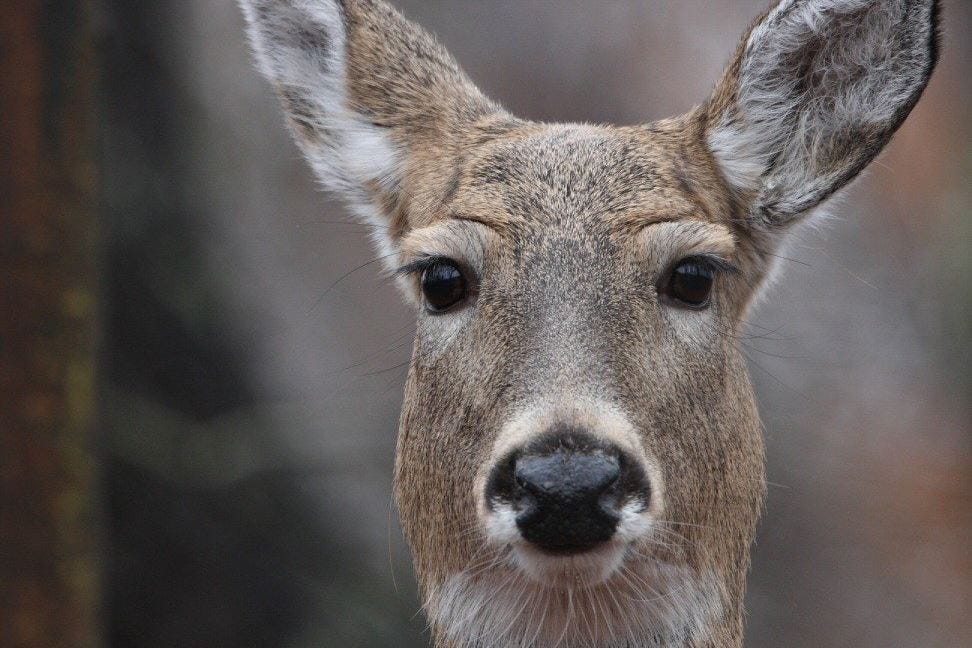 Nature is bringing the heat and we’re like a deer in the headlights