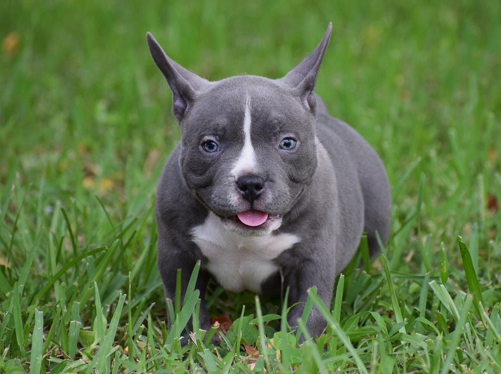 Best Extreme Pocket American Bully Puppies For Sale by BULLY KING