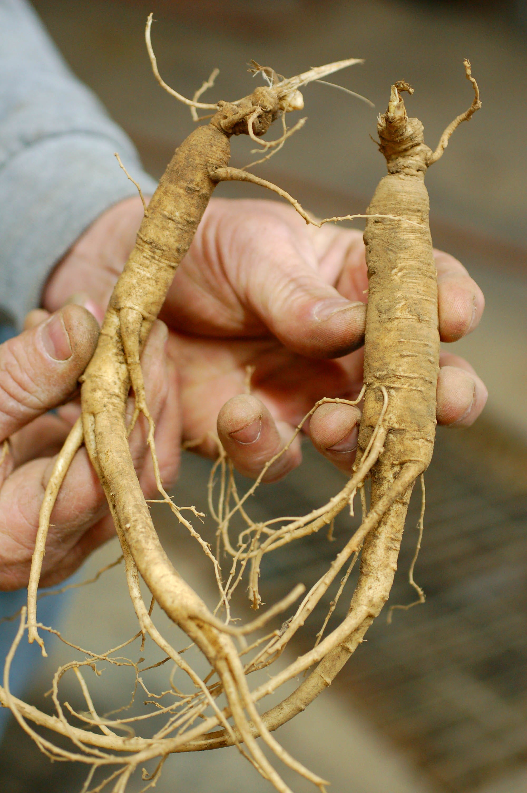 Operation Root Cause Diggers, dealers, and the case for wild ginseng