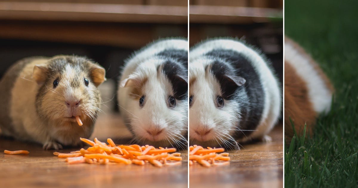 List Guinea Pigs Curated by Arthur Chartier Medium