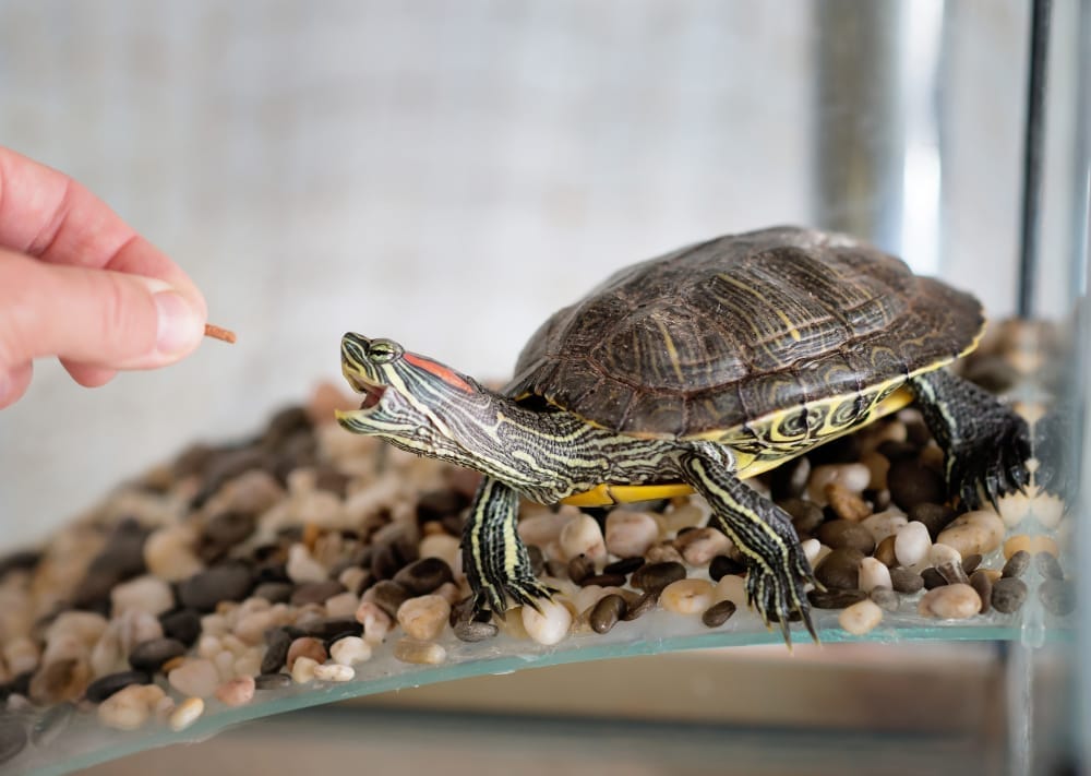 10 Costly Turtle Care Mistakes You’re Probably Making Right Now by