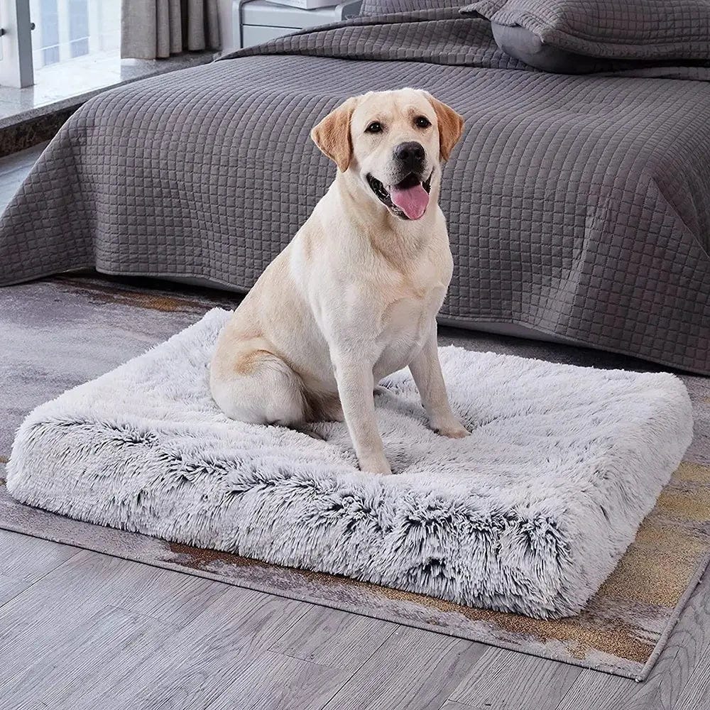 9 Tips What Kind of Bed Do Dogs Like Best? by Dogerys Jul, 2024