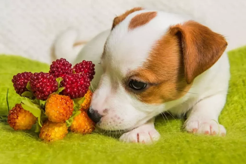 Can Dogs Eat Raspberries? are raspberries good for dogs by Othmane