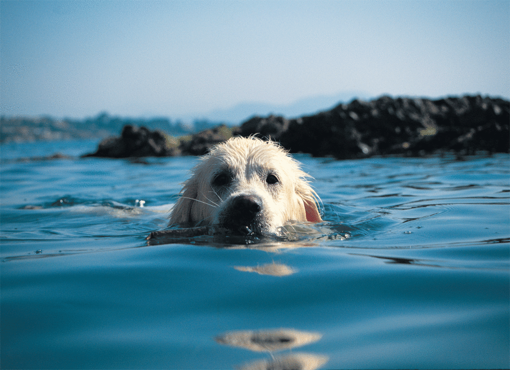 Ecco le spiagge pet friendly nelle Marche by Mariano Pallottini Medium
