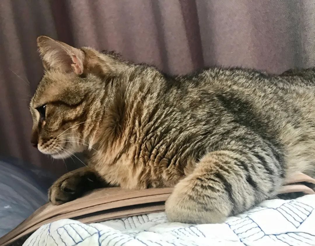 Why Has My Cat’s Fur Gone Lumpy. As cat owners, we often take great