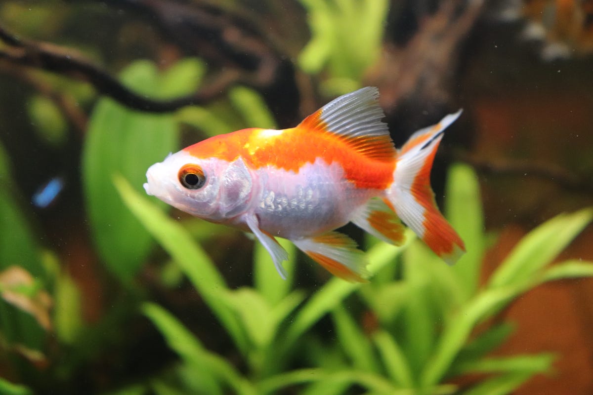 Benefits of Goldfish in Planted Aquariums by EZ Waters Medium
