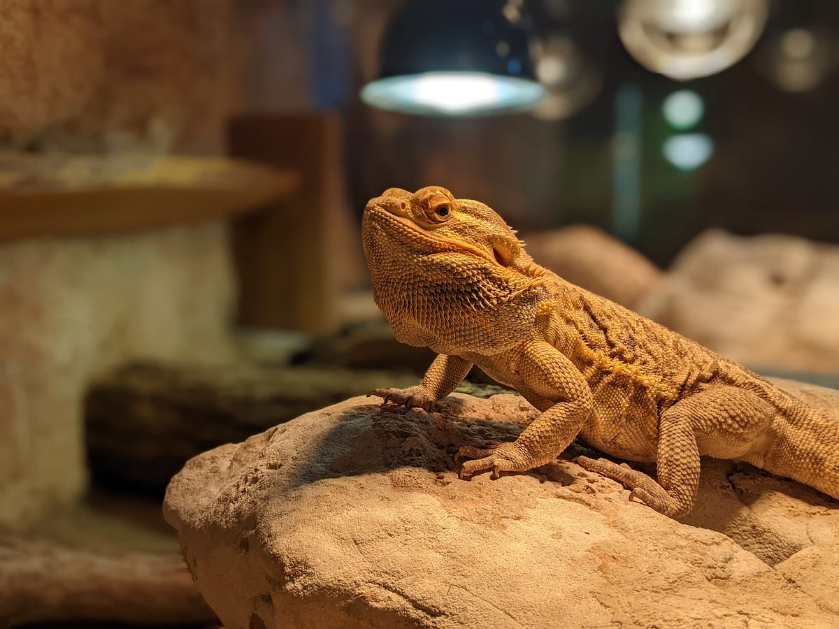 Bearded Dragon Humidity The Ultimate Care Guide Medium