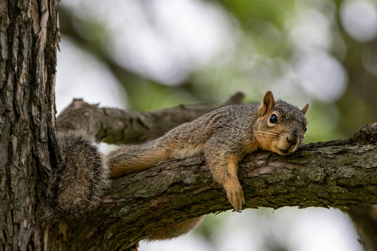 Do Squirrels Make Good Pets?. How often have you looked up into the