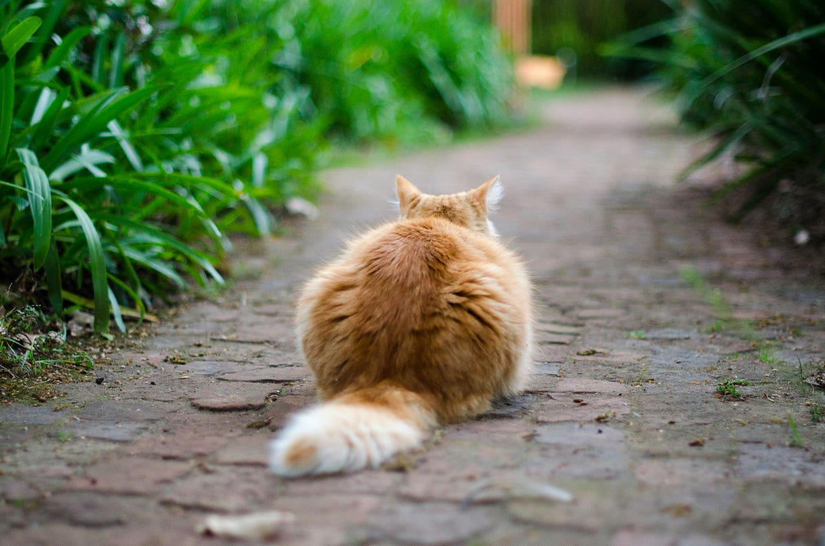 Careful, That Cat Poop Stinks. Drabble Challenge 107 by Jeff Allen