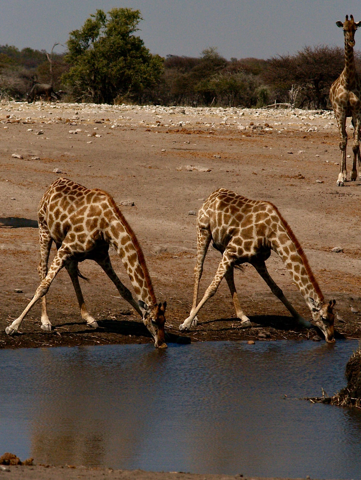 How Does a Giraffe Drink Without Passing Out? by Warren Thurlow Aha