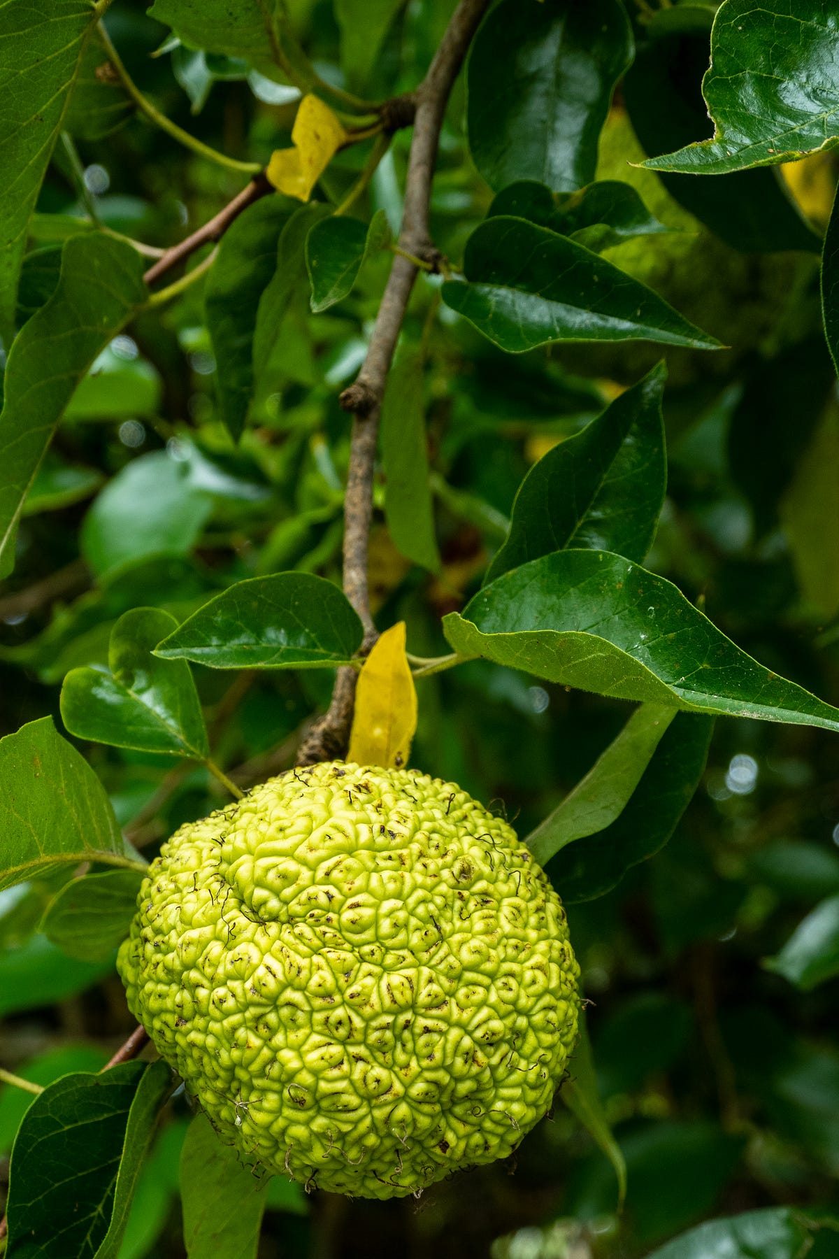 How Do You Like Them (Hedge) Apples?” by Melissa Gouty Garden Glory Medium