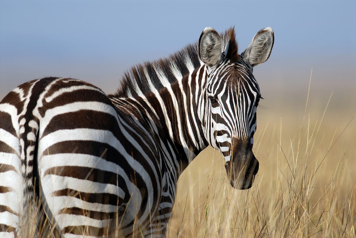 Why Don’t We Ride Zebras. Why did the people in Africa never… by