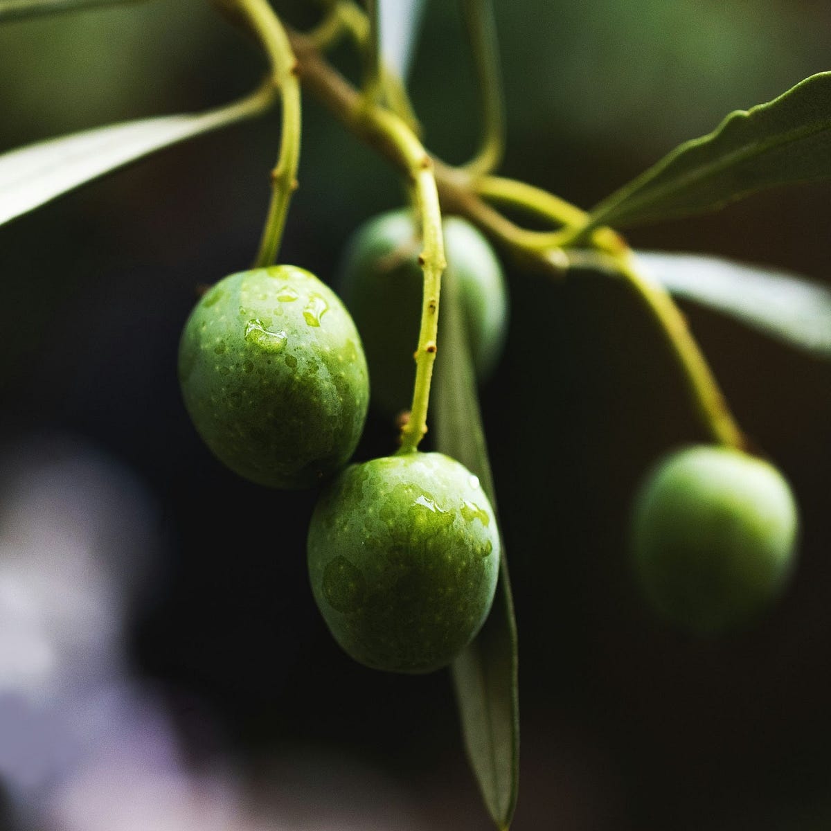 Explore Our Plant Nursery near Tyler, TX for Quality Plants by