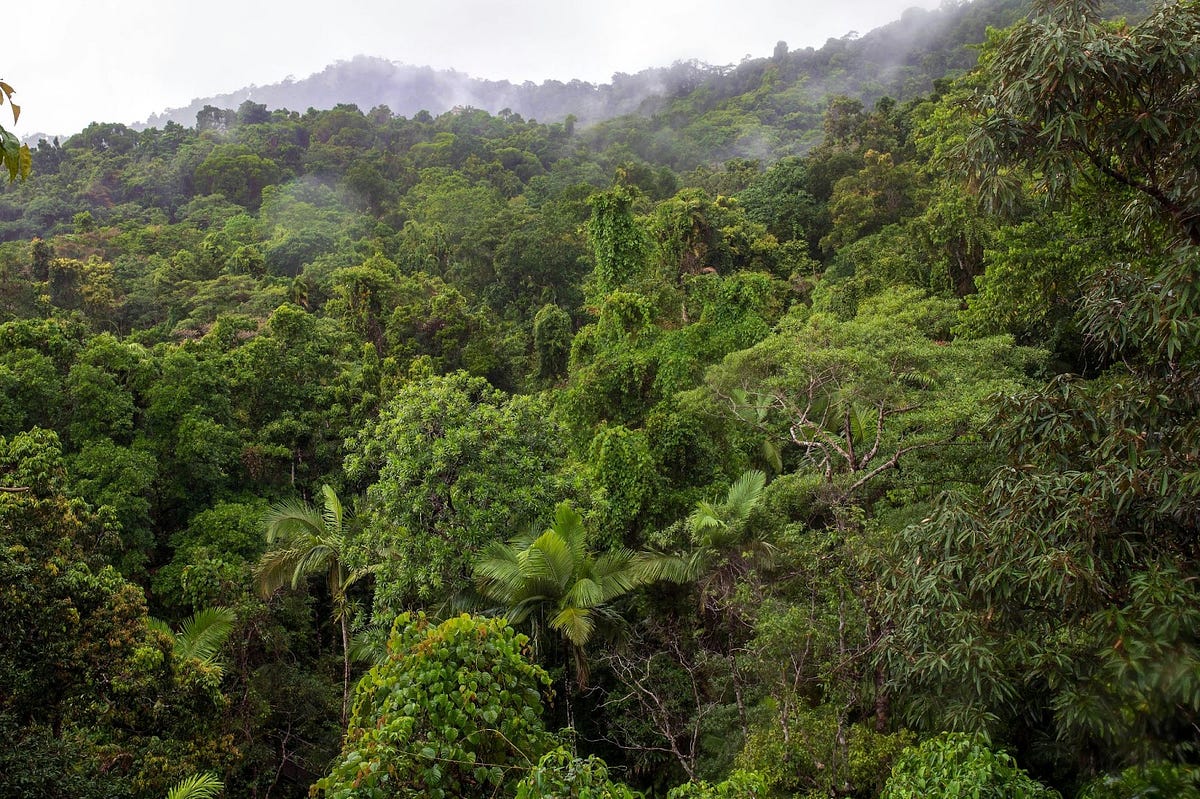 Tropical Forests and Rainforests What’s the Difference? by Katherine Rocchio ReWorld