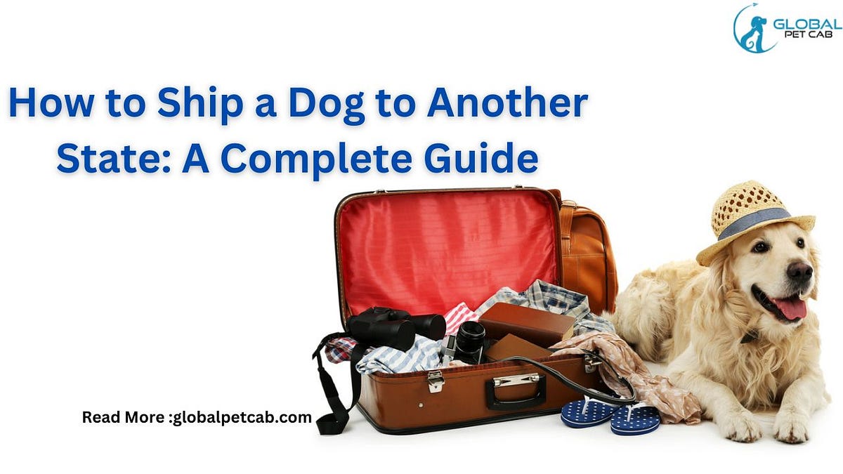 The Ultimate Guide on How to Ship a Dog to Another State by Global
