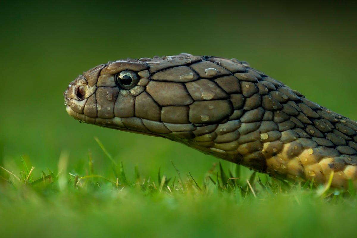 What is the difference between Cobra and King Cobra? by