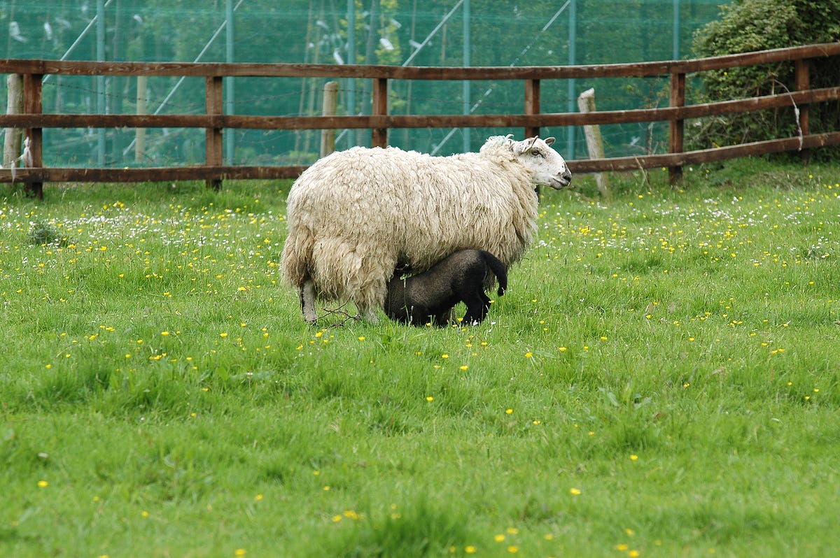 How to Trim Whitespace from a String in JavaScript? by John AuYeung