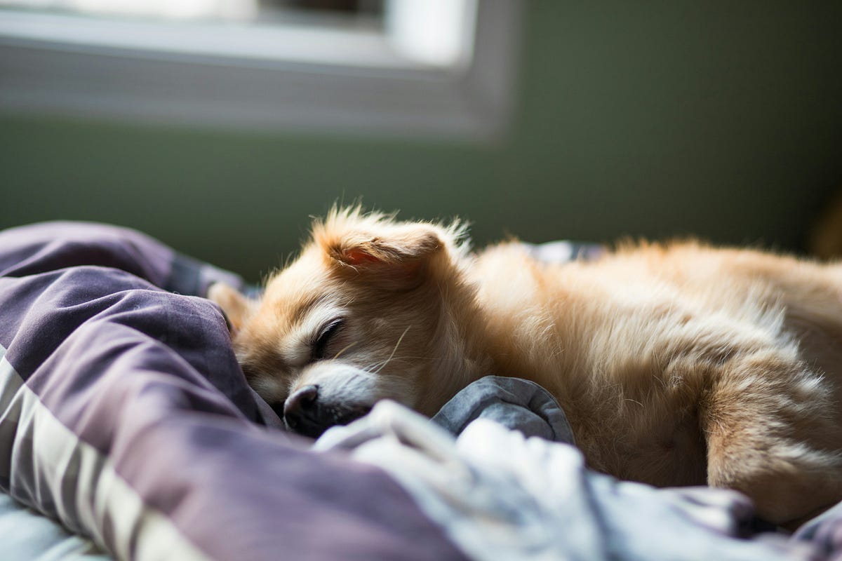 5 Disadvantages Of “Sleeping Together” With Your Dog by Meharg Writes
