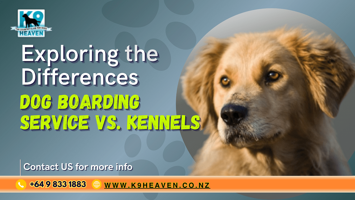 Exploring the Differences Dog Boarding Service vs. Kennels by K9