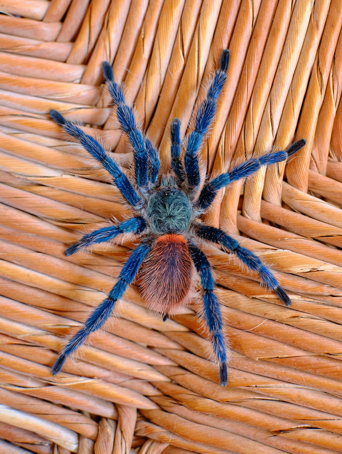 Can Tarantulas Climb Walls? Climbing Prowess of Tarantulas by Aexsha