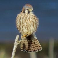 Molly Elizabeth – Medium