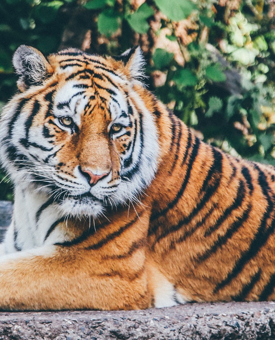 Animals with Stripes Wonders of the Animal Kingdom by Anum Najeeb