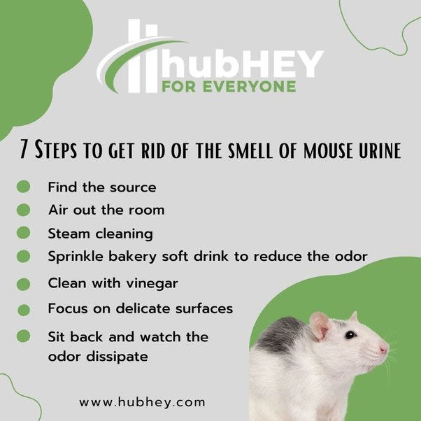 7 Easy Tips To Get Rid Of Mouse Urine Smell ? | by Kuhu Jakhmola | Medium