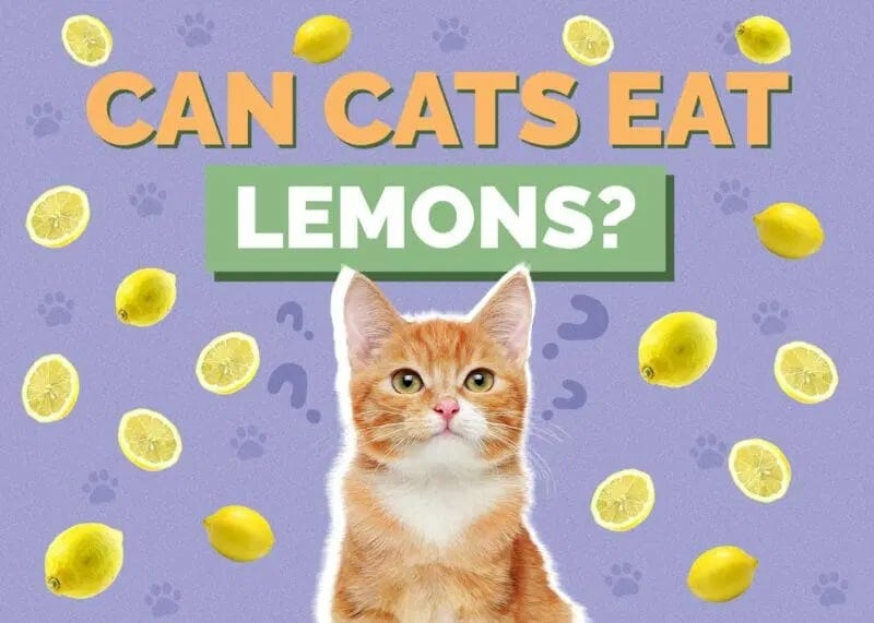 Can Cats Eat Lemon? Exploring the Zesty Truth About This Citrus Fruit