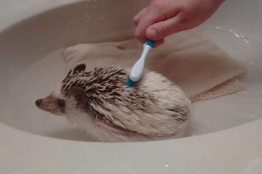 Bathing your hedgehog. Foot baths and Normal baths. by Hedgehog 101