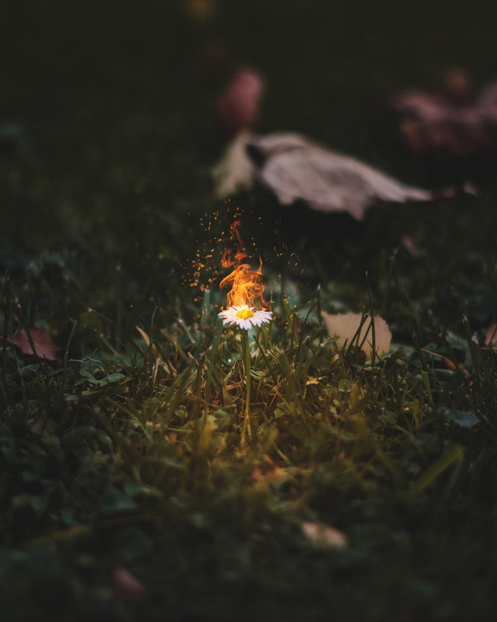 Can a fire burn out?. Will I notice when it does? by Stefan Schill