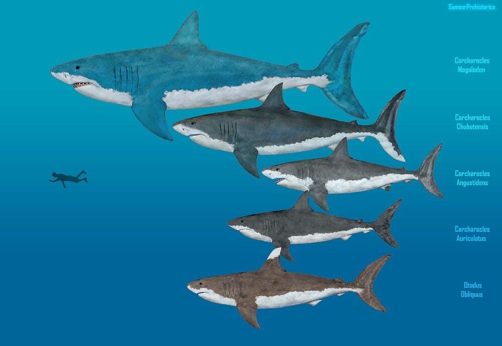 Megalodon Size Comparison