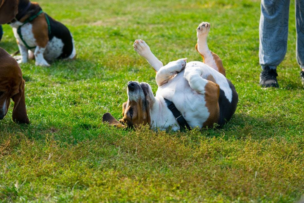 How To Teach Your Dog To Roll Over In 3 Simple Steps Love Of A Pet