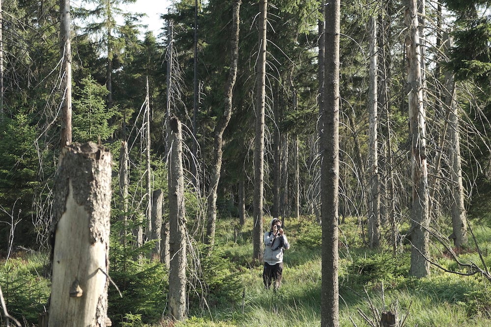 Synthetic Forests?. Synthetic forests are those that do not… by