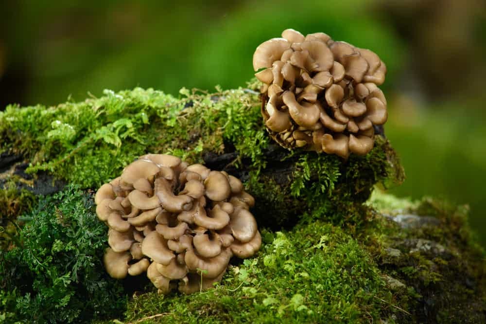 Maitake Mushroom Market An InDepth Examination of Market Drivers and