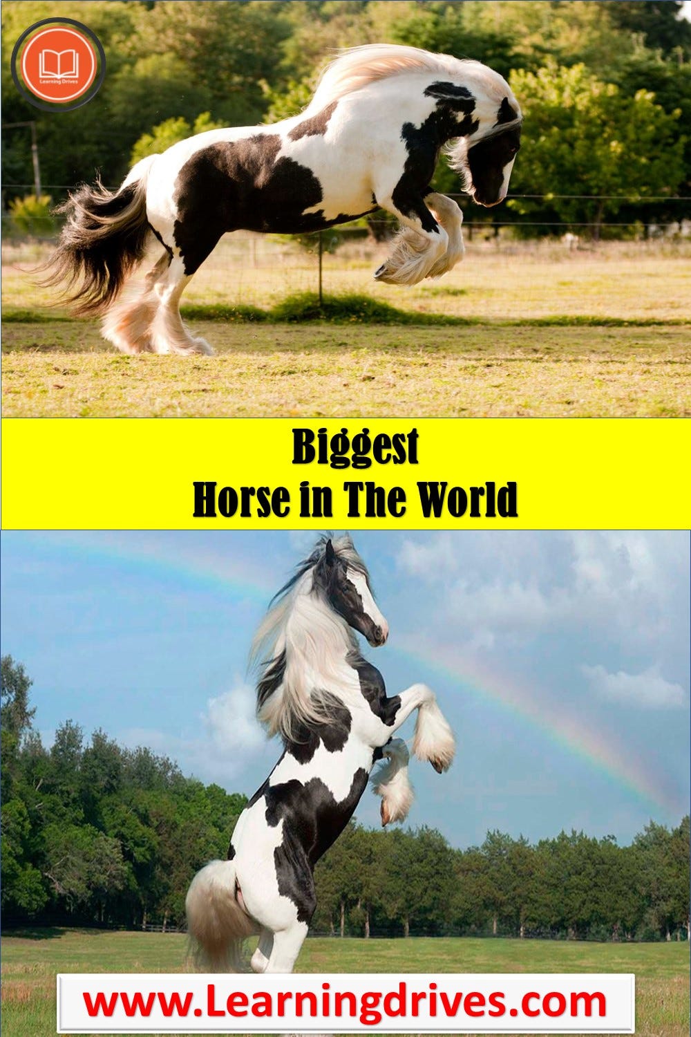 Biggest Horse in The World — Learning Drives.What is the Biggest Horse