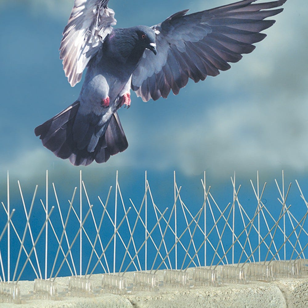 Bird Control. Do you want to keep the bird out of… by Prompt Pest