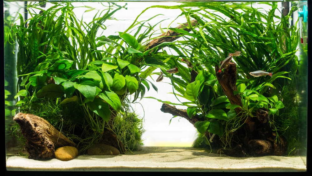 Inert Substrate A Sustainable Choice for EcoConscious Aquarists by